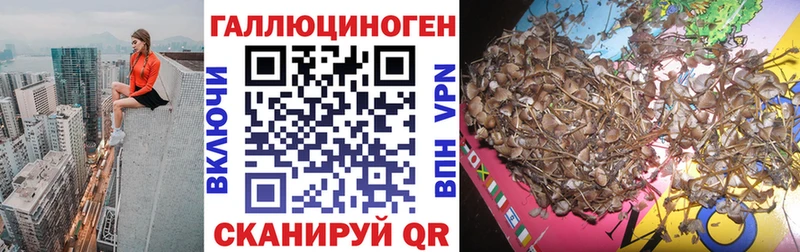 сколько стоит Чадан Галлюциногенные грибы MAGIC MUSHROOMS